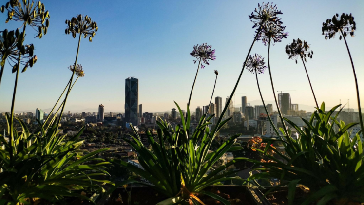 Flowers and plants with a cities in the background
