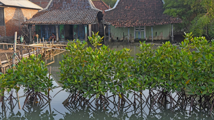 Mangroves with houses in the background