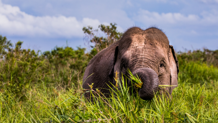 An elephant in a field