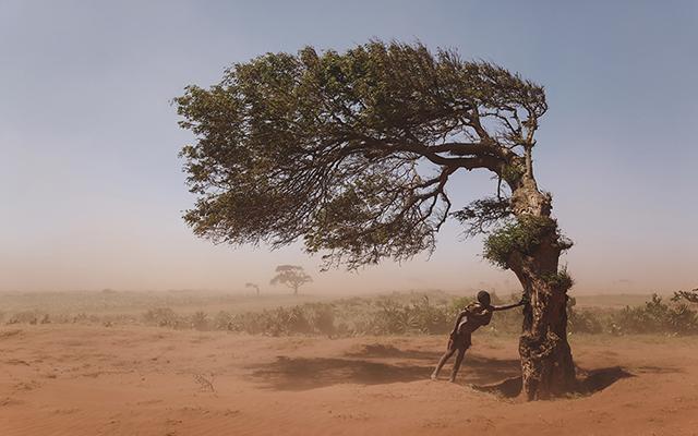 A person holding onto a tree in the midst of a sandstorm